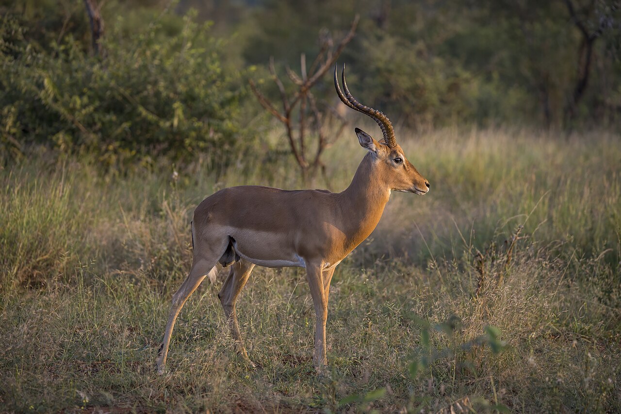 Impala (Aepyceros melampus) male Kruger